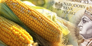 Dopłaty do kukurydzy-wnioski do 29 lutego, biura powiatowe czynne dłużej 